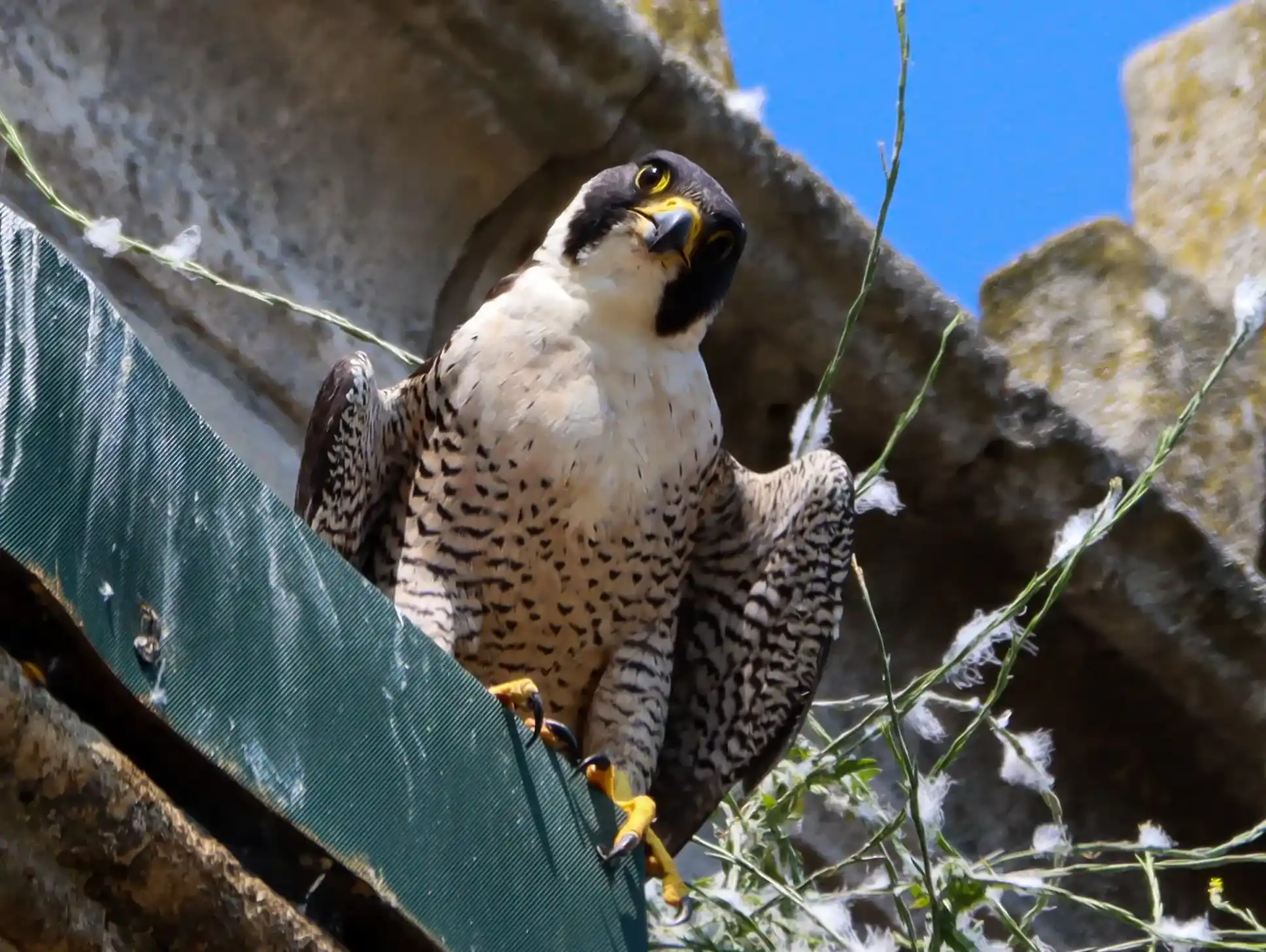 Peregrijs photo in High Wycombe taken Harry Rice