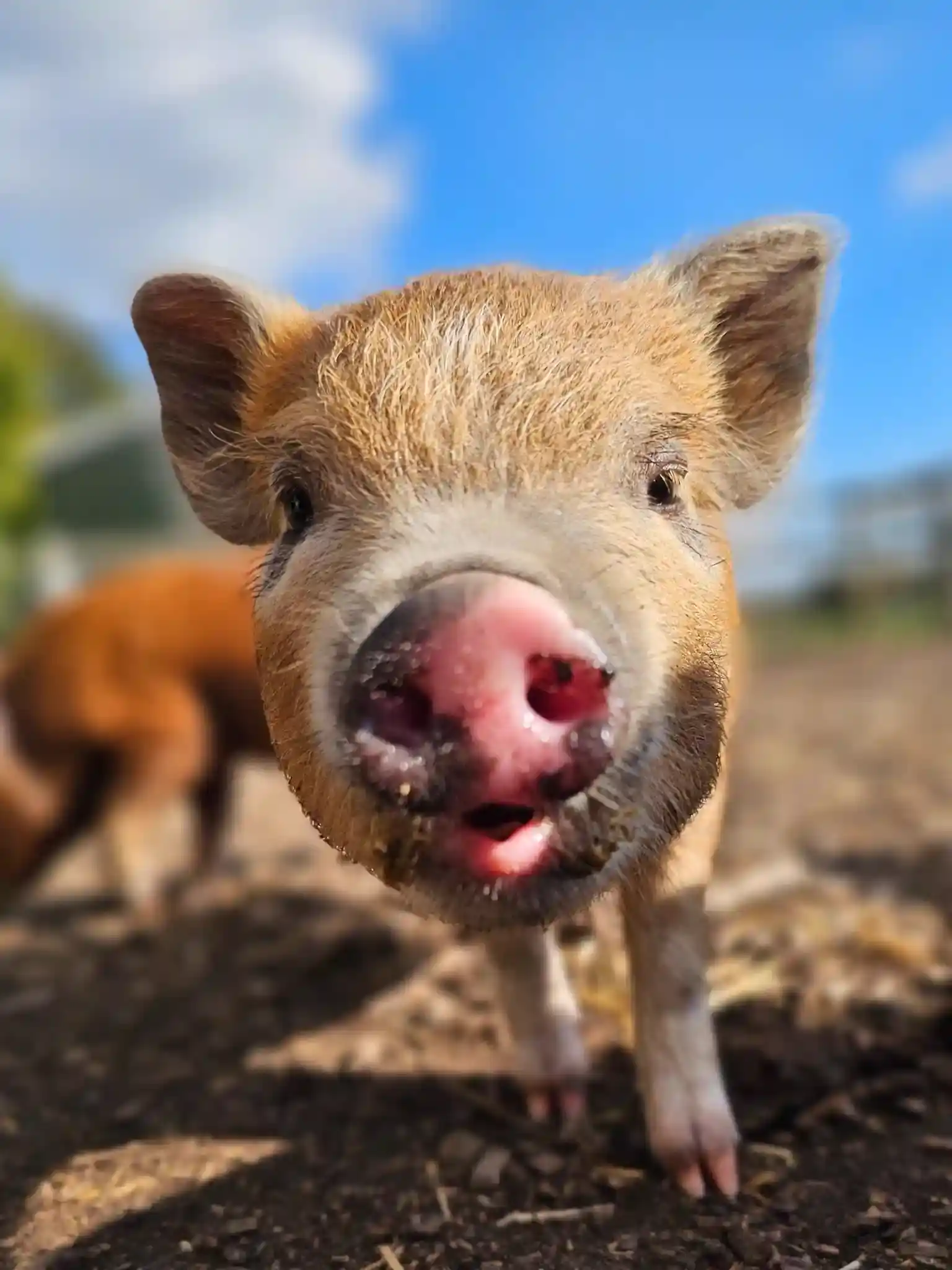 Kew Little Pigs Farm Prize