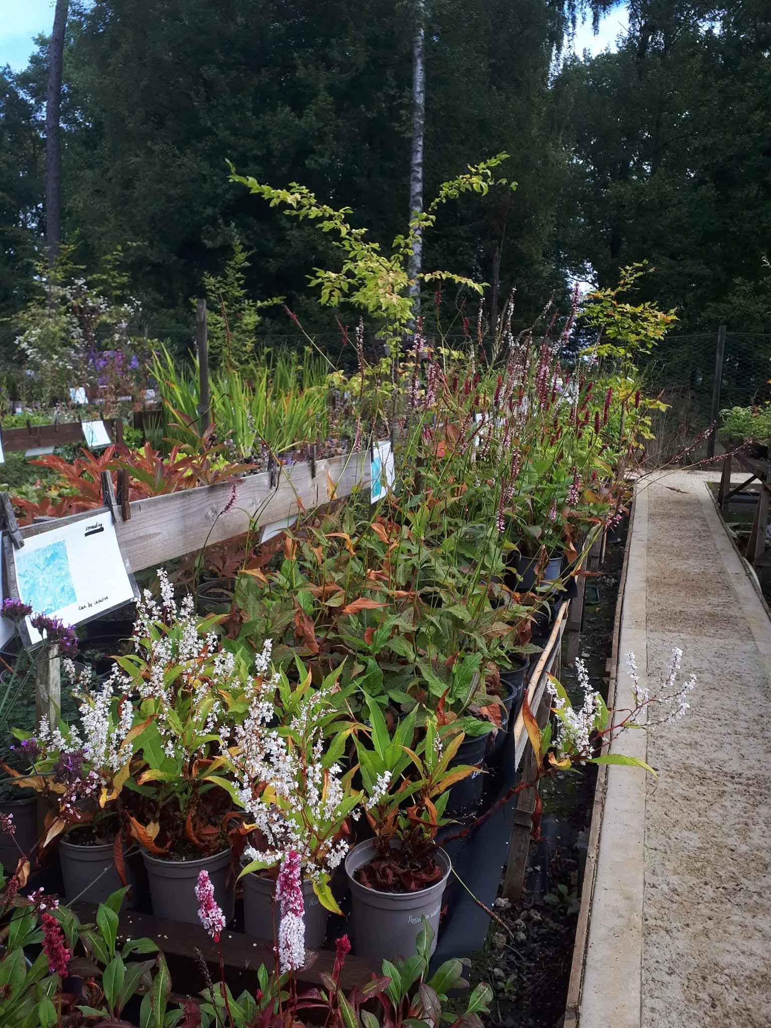 Stotts Nursery Prize